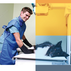 Durchblick Bildgebung