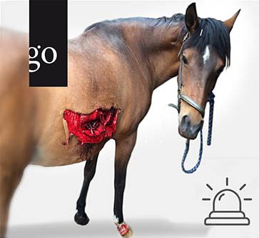 Fit für den Notdienst: Update für die Pferdepraxis für TFA