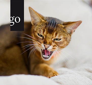 Die Katze beißt – was steckt dahinter?