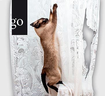 Von der Wildkatze zum Stubentiger