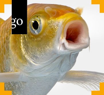 Tierschutz beim Transport von Zierfischen