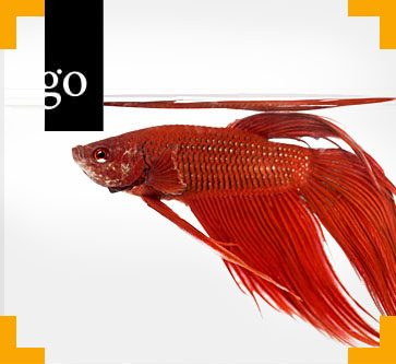 Tierärztliche Überwachung von Zierfischen im Handel