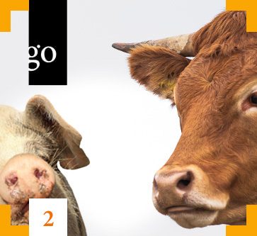 Modul 2: Praktizierter Tierschutz am Schlachthof: Der Weg zum Schlachtband – Methoden, Prozesse und Kontrollen