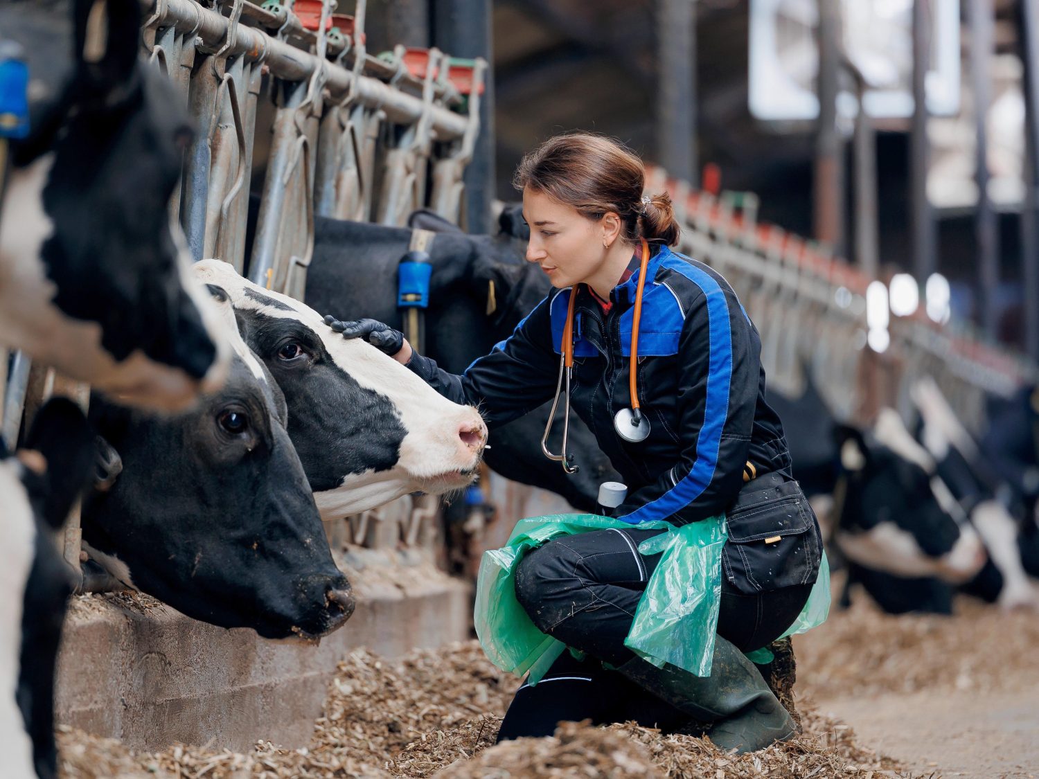 Über uns akademie.vet OnlineSeminare für Tierärzte