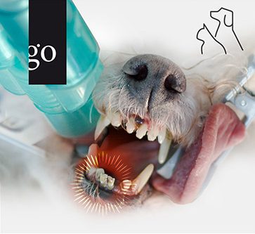 Zahnpatienten Hund und Katze