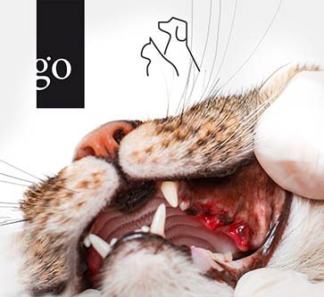 Strukturierte Befunderhebung in der Maulhöhle bei Hund und Katze