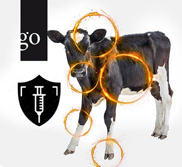 Effektives Impfmanagement zur Verbesserung der Kälbergesundheit