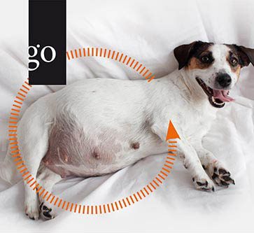 Management der trächtigen Hündin