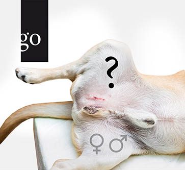 Update Kastration in der Kleintierpraxis