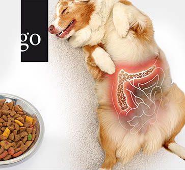 Fettstoffwechselstörungen und Pankreatitis bei Hund und Katze