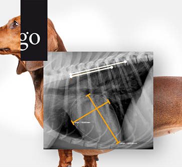 Praxisnahe Kardio-Diagnostik beim Hund