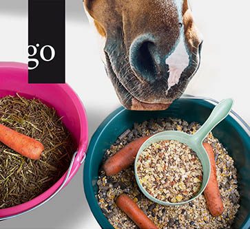 Dick oder fit? Faktencheck Pferdefütterung