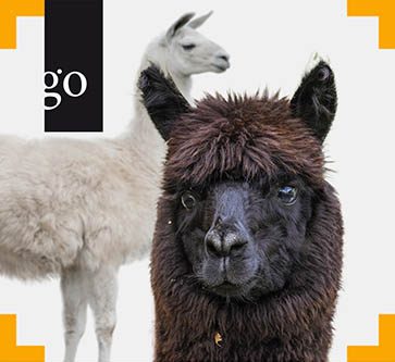 Neuweltkamele kompakt