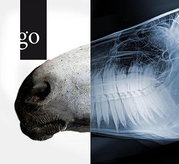 Röntgenbildinterpretation am Kopf des Pferdes