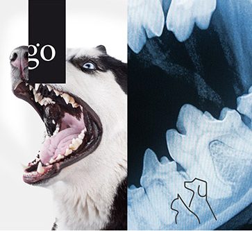 Vom Bild zur Diagnose: Dentalröntgen bei Hund und Katze