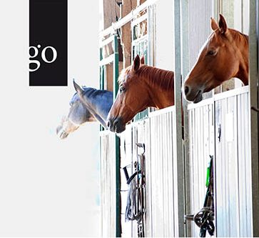 § 11 TierSchG: Der Schlüssel zur tierschutzgerechten Pferdehaltung