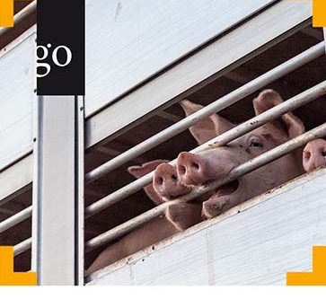Tierschutz beim Transport von Schweinen