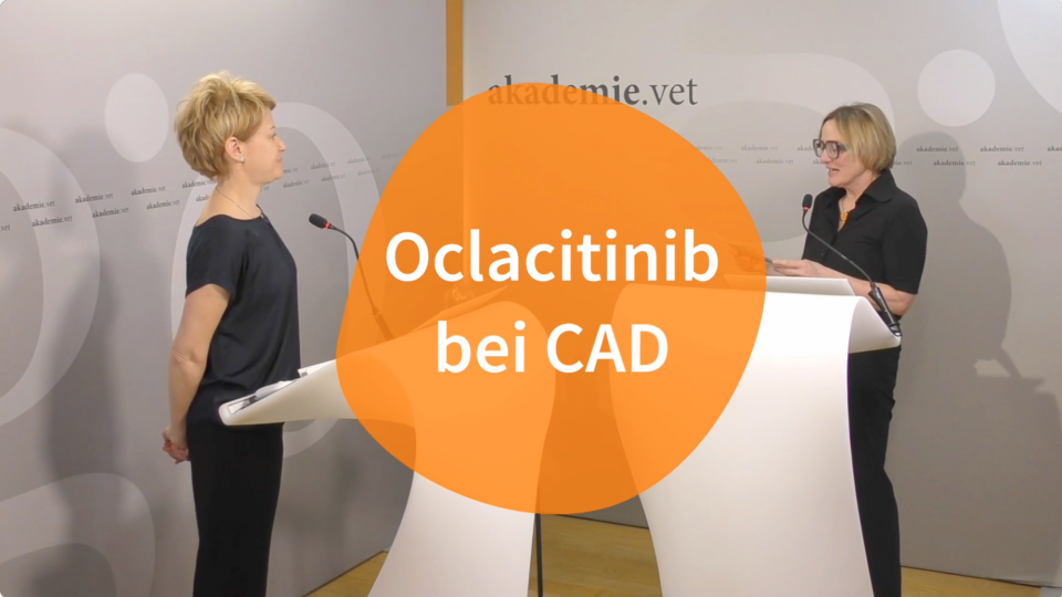 Laura Udraite Vovk // Oclacitinib bei CAD