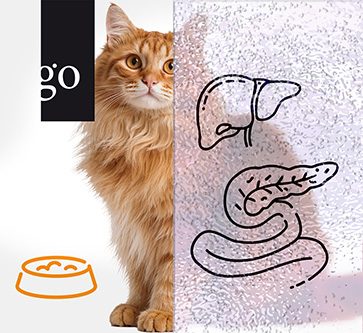 Triaditis und chronische Enteropathien bei der Katze