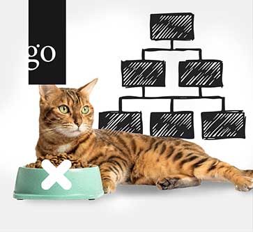 Leitsymptom: Die Katze frisst nicht