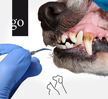 Professionelle Zahnreinigung bei Hund und Katze