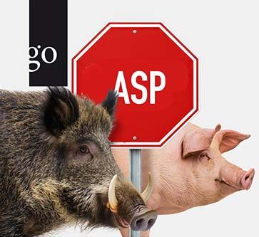 Afrikanische Schweinepest: Was wir aus der Praxis lernen können